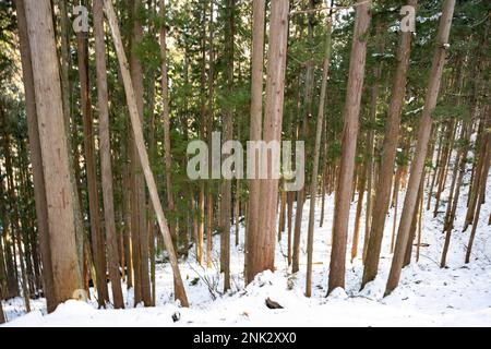 Yamanochi, préfecture de Nagano, Japon. 12th févr. 2023. Une forêt, paysage général nature scènes de Jigokudani, ou ''Hell's Valley', une vallée de source chaude volcanique active dans les Alpes japonaises connue pour accueillir Snow Monkey Park, la maison des célèbres Nagano Snow Monkeys se tenant au chaud par les sources chaudes volcaniques à une température inférieure à la température d'hiver. Jigokudani Yaen-Koen, ou Parc des singes des neiges, est une destination touristique populaire. Situé dans les Alpes japonaises, les visiteurs peuvent observer les macaques japonais ou les singes à neige, se détendre dans les sources chaudes onsen pendant les mois d'hiver. Faune, Banque D'Images