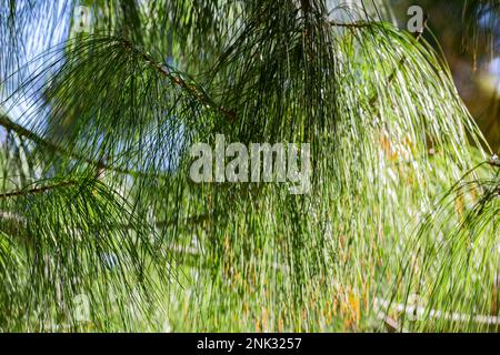 Fermez sur un groupe de cônes, une partie du pin à feuilles longues connue pour son endurance et sa longue vie. Pinus palustris Banque D'Images