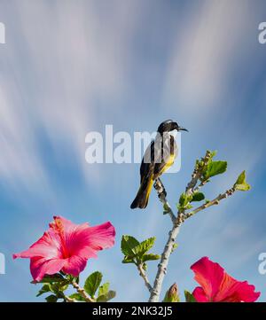 honeyeater à chetée blanche (Phylidonyris niger) assis au sommet d'un hibiscus Banque D'Images