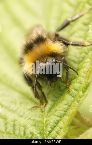 Vue rapprochée naturelle sur la forêt quatre couckoo-bumblebee de couleur, Bombus sylvestris sur une feuille verte dans le jardin Banque D'Images