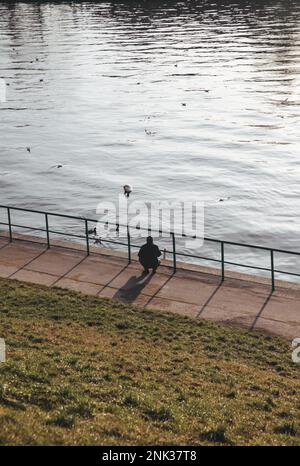 L'homme nourrit des cygnes dans la ville Banque D'Images