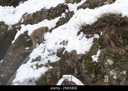 Yamanochi, préfecture de Nagano, Japon. 12th févr. 2023. Touristes, voyageurs et visiteurs. Observation des célèbres Nagano Snow Monkeys se gardant au chaud par les sources chaudes volcaniques à une température inférieure au gel jour d'hiver. Jigokudani Yaen-Koen, ou Parc des singes des neiges, est une destination touristique populaire. Situé dans les Alpes japonaises, les visiteurs peuvent observer les macaques japonais ou les singes à neige, se détendre dans les sources chaudes onsen pendant les mois d'hiver. Faune, nature, hiver, zoo, national géographique, sur le tourisme, ne laissez pas de trace, l'environnement. (Credit image: © Taidgh Barron/ZUMA Press Wire) EDITO Banque D'Images