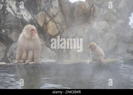 Yamanochi, préfecture de Nagano, Japon. 12th févr. 2023. Touristes, voyageurs et visiteurs. Observation des célèbres Nagano Snow Monkeys se gardant au chaud par les sources chaudes volcaniques à une température inférieure au gel jour d'hiver. Jigokudani Yaen-Koen, ou Parc des singes des neiges, est une destination touristique populaire. Situé dans les Alpes japonaises, les visiteurs peuvent observer les macaques japonais ou les singes à neige, se détendre dans les sources chaudes onsen pendant les mois d'hiver. Faune, nature, hiver, zoo, national géographique, sur le tourisme, ne laissez pas de trace, l'environnement. (Credit image: © Taidgh Barron/ZUMA Press Wire) EDITO Banque D'Images