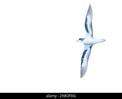 Bermudes Petrel, Pterodroma cahow, au large de la côte près de la colonie sur l'île de Nonsuch, Bermudes. Vol d'oiseau. Banque D'Images