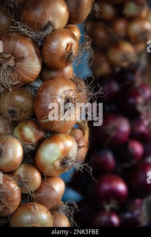 Récolte de cordes d'oignons blancs et rouges, cultivés à la maison sur allotissement Banque D'Images