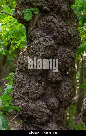 Tronc déformé d'un vieux arbre épais avec des croissances douloureuses sur un fond flou. Banque D'Images