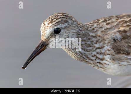 Automne plumeuse à rumpes blanches, Calidris fuscicollis, sur les Bermudes pendant la migration automnale. Banque D'Images