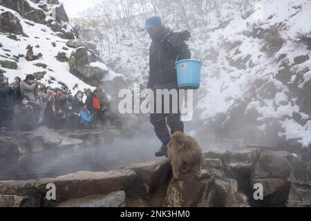 12 février 2023, Yamanochi, Préfecture de Nagano, Japon: Temps de nourrissage au Parc des singes de neige, maison des célèbres singes de neige de Nagano se tenant au chaud par les sources chaudes volcaniques sur une température inférieure à la température d'hiver. ..Jigokudani Yaen-Koen, ou Parc des singes des neiges, est une destination touristique populaire. Situé dans les Alpes japonaises, les visiteurs peuvent observer les macaques japonais ou les singes à neige, se détendre dans les sources chaudes onsen pendant les mois d'hiver. Faune, nature, hiver, zoo, national géographique, sur le tourisme, ne laissez pas de trace, l'environnement. (Credit image: © Taidgh Barron/ZUMA Press Wire) EDITORI Banque D'Images