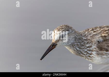 Automne plumeuse à rumpes blanches, Calidris fuscicollis, sur les Bermudes pendant la migration automnale. Banque D'Images