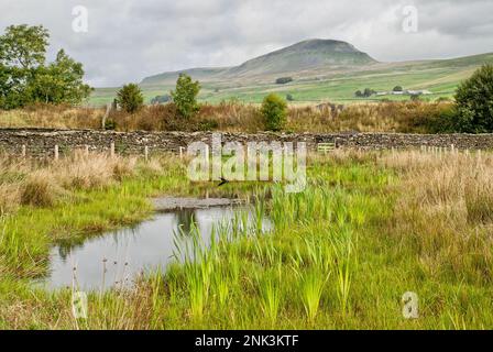 Pen-y-Gand avec un petit étang comme premier plan, pendant une période de dépérissement d'hiver pour les taureaux et autres plantes de l'étang, trois pics région Yorkshire Dales. Banque D'Images