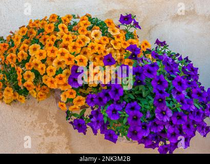 Un gros plan de deux pots de fleurs vibrants débordant de pétunias colorés. Les pots sont situés contre un mur de pierre rustique Banque D'Images