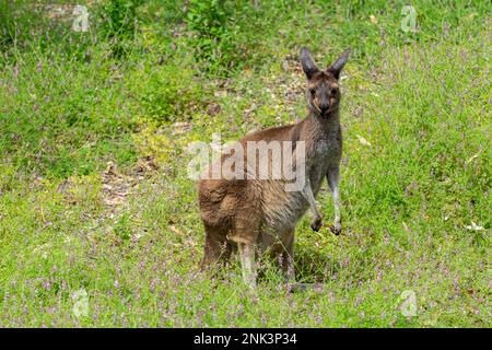 Kangourou au parc national de Yanchep, Australie occidentale Banque D'Images