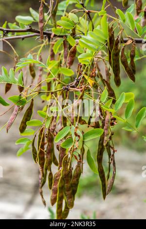 Robinia pseudoacacia mûre fruit de graines sur la branche de gros plan sélectif foyer. Banque D'Images