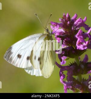 papillon de chou ou grand blanc, pieris brassicae, assis sur une fleur sauvage lavande Banque D'Images