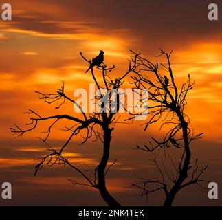 Le Cockatoo noir à bec court (Calyptorhynchus latirostris), également connu sous le nom de Cockatoo noir de Carnaby, est un grand Cockatoo noir endémique au sud-ouest Banque D'Images