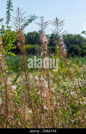 Gros plan d'une tête de graine blanche séchée d'herbe à feu ou de grande wlowherb ou rosebay willowherb Chamaenerion angustifolium aginst un bac brun doré flou Banque D'Images