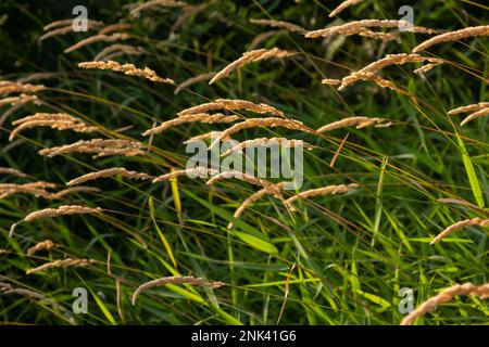 Anthoxanthum odoratum épillets dorés dans un champ d'été août. Banque D'Images