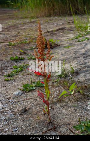 Une partie d'un buisson de sorrel Rumex confertus poussant dans la nature avec des graines sèches sur la tige. Banque D'Images