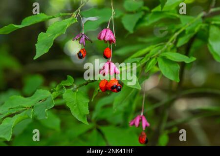 Euonymus europaeus, connu sous le nom de broche, et aussi comme broche européenne et broche commune, est un arbuste à feuilles caduques ou un petit arbre de la famille des Celastraceae. Banque D'Images