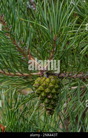 Pin le cône de pin vert est suspendu à la branche des aiguilles de sapin. Plante médicinale. Banque D'Images