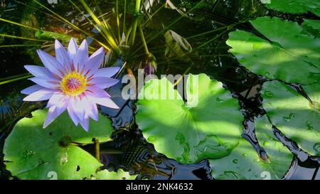 Image idyllique d'un nénuphar violet dans un étang ensoleillé avec feuilles de nénuphars. Banque D'Images