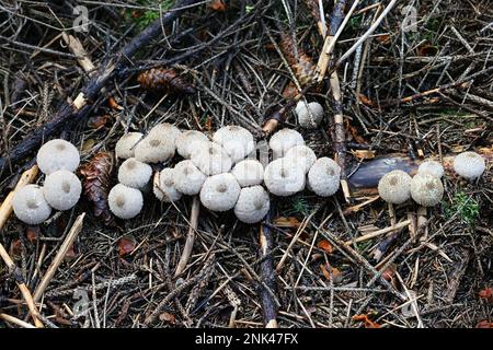 Lycoperdon perlatum, communément connu sous le nom de palet commun, palet verni, palet à pierres précieuses, ou encore de champignon sauvage du diable, originaire de Finlande Banque D'Images