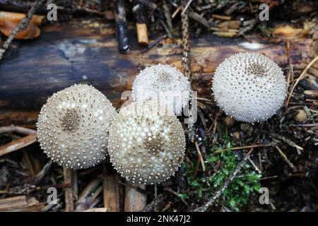 Lycoperdon perlatum, communément connu sous le nom de palet commun, palet verni, palet à pierres précieuses, ou encore de champignon sauvage du diable, originaire de Finlande Banque D'Images