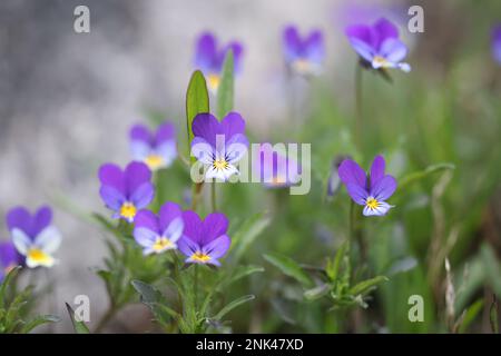 Viola tricolor, connu sous le nom de Johnny Jump up, heartsease, Heart's Delight et beaucoup d'autres noms, fleur sauvage de Finlande Banque D'Images