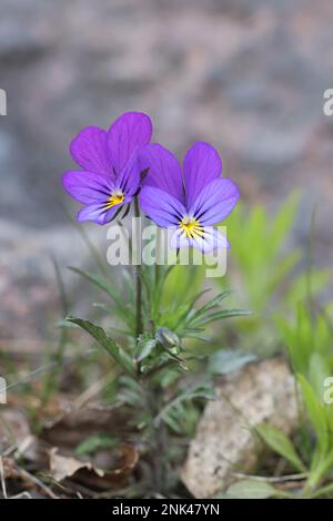 Viola tricolor, généralement knoen comme le pansy sauvage, Johnny Jump up, heartsease, le plaisir du coeur ou tickle-my-fancy, fleur sauvage de Finlande Banque D'Images