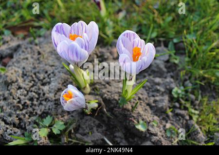 Gros plan de crocuses en fleurs photographiées d'en haut, lames d'herbe en arrière-plan. Banque D'Images