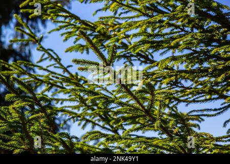 Branche d'épinette de Norvège contre ciel bleu - nom latin - Picea abies. Banque D'Images