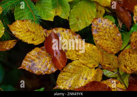 Feuilles de charme. Feuilles d'automne de couleur dorée et de belle texture. Banque D'Images