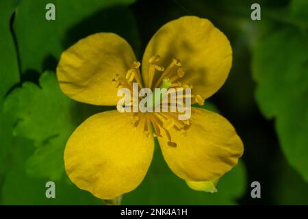 Grande Celandine, fleurs sauvages jaunes, gros plan. Chelidonium majus est une plante toxique, florale et médicinale de la famille des papaveraceae. Jaune-orange Banque D'Images