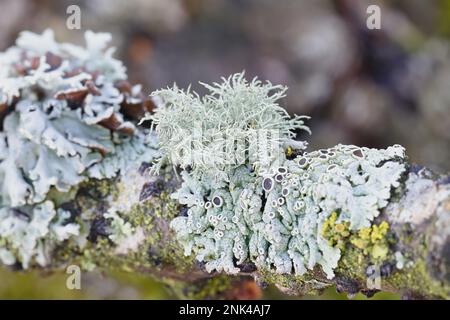 Usnea hirta, connue sous le nom de lichen à barbe, et divers autres lichens épiphytiques (lichen à capot de moine, lichen à rosette poilue) Banque D'Images