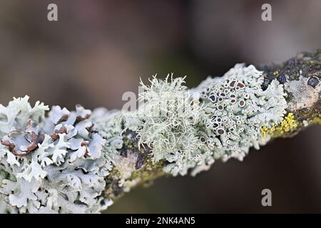 Usnea hirta, connue sous le nom de lichen à barbe, et divers autres lichens épiphytiques (lichen à capot de moine, lichen à rosette poilue) Banque D'Images