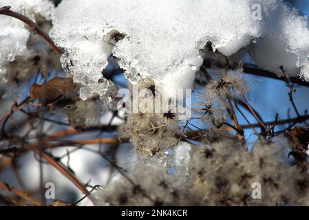 Barbe de vieux hommes / joie des voyageurs (Clematis vitalba) sous la neige dans un hedgerow, Kent, Royaume-Uni. Janvier Banque D'Images