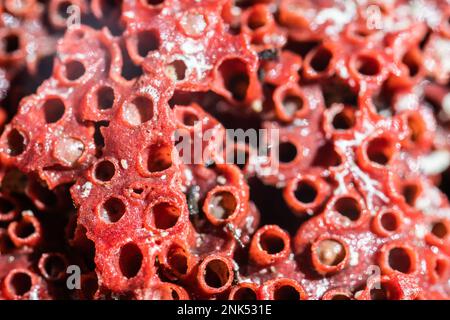 Macro photo de fond de texture fossile de corail rouge. Gros plan de couleur corail rouge. Récifs coralliens. Texture corail Banque D'Images