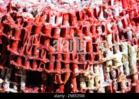 Macro photo de fond de texture fossile de corail rouge. Gros plan de couleur corail rouge. Récifs coralliens. Texture corail Banque D'Images