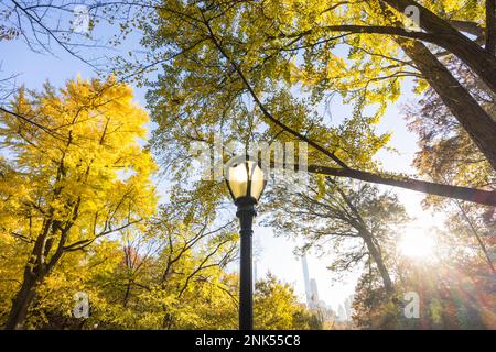 Le lampadaire se trouve à côté d'un arbre Gingko aux feuilles de couleur automnale dans Central Park. Banque D'Images