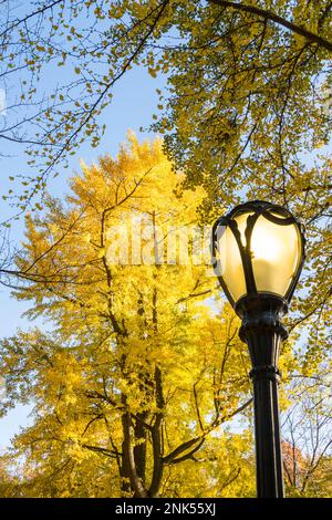 Le lampadaire se trouve à côté d'un arbre Gingko aux feuilles de couleur automnale dans Central Park. Banque D'Images