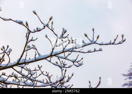 Gros plan des brindilles de Magnolia kobus avec bourgeons en hiver. Les branches sont recouvertes de neige blanche et moelleuse. Banque D'Images