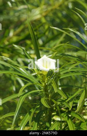 Fleur blanche d'oléander dans le parc de la ville Banque D'Images