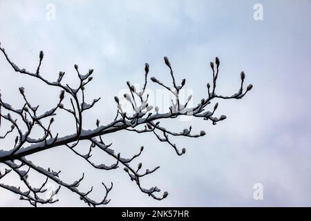 Gros plan des brindilles de Magnolia kobus avec bourgeons en hiver. Les branches sont recouvertes de neige blanche et moelleuse. Banque D'Images