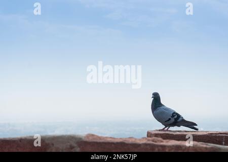 Le pigeon domestique, Columba livia domestica ou Columba livia forma domestica, une sous-espèce de pigeon dérivée de la colombe rocheuse ou du pigeon roc. Banque D'Images