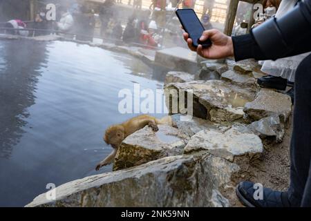 12 février 2023, Yamanochi, Préfecture de Nagano, Japon : un visiteur prend une photo de téléphone cellulaire ou des médias sociaux tout en observant les célèbres Nagano Snow Monkeys se tenant au chaud par les sources chaudes volcaniques à une température inférieure à la température de l'hiver. ..Jigokudani Yaen-Koen, ou Parc des singes des neiges, est une destination touristique populaire. Situé dans les Alpes japonaises, les visiteurs peuvent observer les macaques japonais ou les singes à neige, se détendre dans les sources chaudes onsen pendant les mois d'hiver. Faune, nature, hiver, zoo, national géographique, sur le tourisme, ne laissez pas de trace, l'environnement. (Image de crédit : © Taidgh Barr Banque D'Images