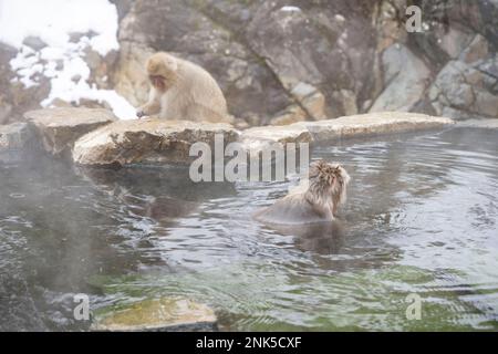 12 février 2023, Yamanochi, Préfecture de Nagano, Japon: Touristes, voyageurs et visiteurs. Observation des célèbres Nagano Snow Monkeys se gardant au chaud par les sources chaudes volcaniques à une température inférieure au gel jour d'hiver. ..Jigokudani Yaen-Koen, ou Parc des singes des neiges, est une destination touristique populaire. Situé dans les Alpes japonaises, les visiteurs peuvent observer les macaques japonais ou les singes à neige, se détendre dans les sources chaudes onsen pendant les mois d'hiver. Faune, nature, hiver, zoo, national géographique, sur le tourisme, ne laissez pas de trace, l'environnement. (Credit image: © Taidgh Barron/ZUMA Press Wire) EDITO Banque D'Images