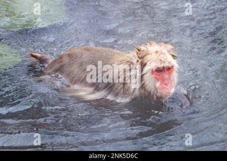 Yamanochi, préfecture de Nagano, Japon. 12th févr. 2023. Touristes, voyageurs et visiteurs. Observation des célèbres Nagano Snow Monkeys se gardant au chaud par les sources chaudes volcaniques à une température inférieure au gel jour d'hiver. Jigokudani Yaen-Koen, ou Parc des singes des neiges, est une destination touristique populaire. Situé dans les Alpes japonaises, les visiteurs peuvent observer les macaques japonais ou les singes à neige, se détendre dans les sources chaudes onsen pendant les mois d'hiver. Faune, nature, hiver, zoo, national géographique, sur le tourisme, ne laissez pas de trace, l'environnement. (Credit image: © Taidgh Barron/ZUMA Press Wire) EDITO Banque D'Images