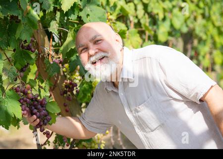 Récolte des raisins. Vieil agriculteur avec gros bouquet de raisins. Un vieux travailleur se trouve dans les vignobles. Vinification Banque D'Images