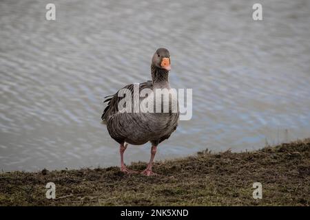 Une seule anser d'oie graylag sur une berge d'herbe au bord d'un grand lac dans la réserve naturelle RSPB Old Moor dans le Yorkshire du Sud Banque D'Images