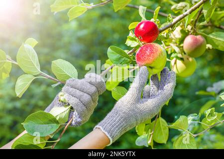 un homme choisit une pomme rouge dans une branche. un fermier cueille une pomme mûre dans le jardin. pomme rouge sur une branche. Banque D'Images